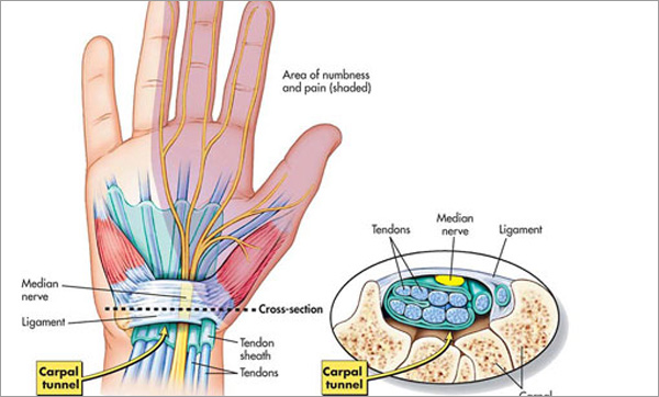 Carpal-Tunnel-Anatomy1.jpg